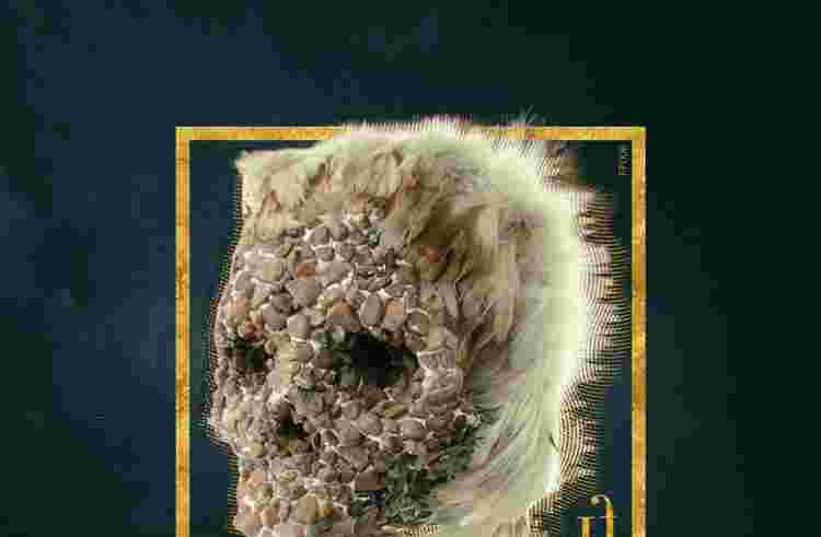 Eudi - Apex [False Face Music]